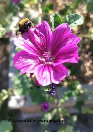 Kräutergarten